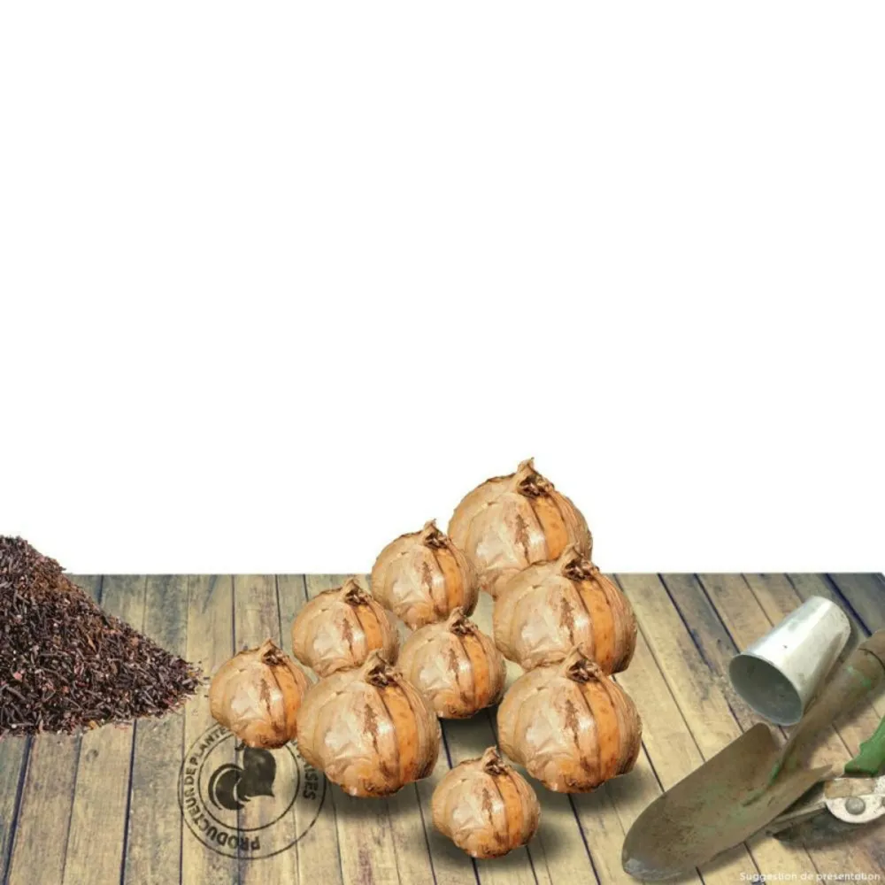 Bulbe de canna nain gnom/[-]sachet de 1 bulbe